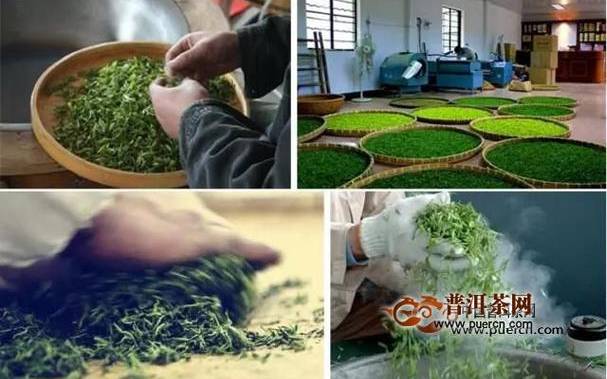 白茶的制作过程与方法 白茶的制作过程与方法