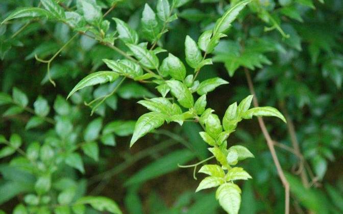 来凤藤茶的功效与作用 来凤藤茶的功效与作用