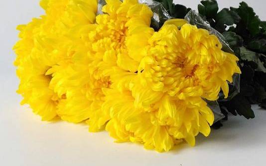白菊花与黄菊花 白菊花与黄菊花