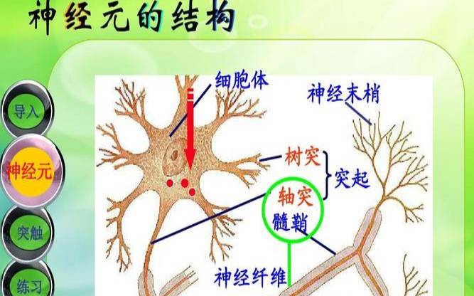 茶叶有兴奋神经的作用吗（神经中枢兴奋特征）