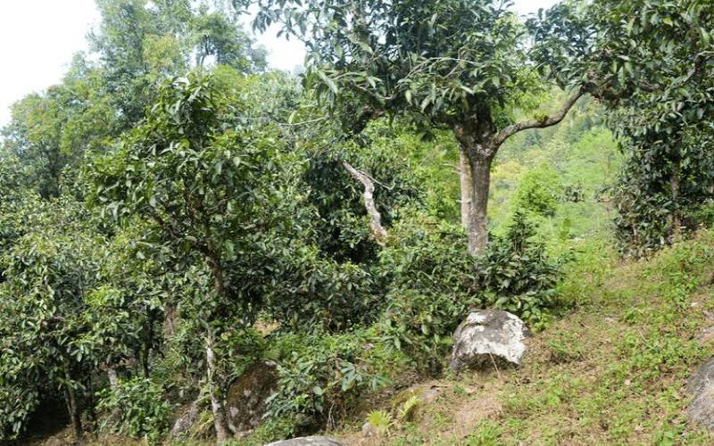 勐宋那卡茶山在哪里,丰沙里古树茶价格