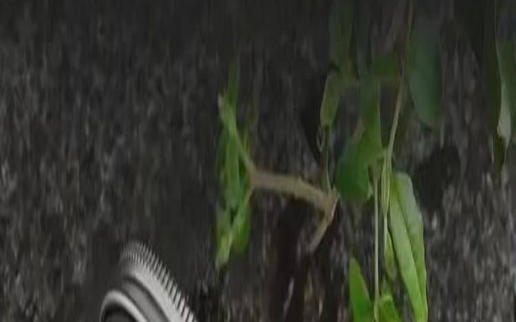 丁香茶叶有什么作用与功效,丁香花茶的功效 丁香茶叶有什么作用与功效,丁香花茶的功效