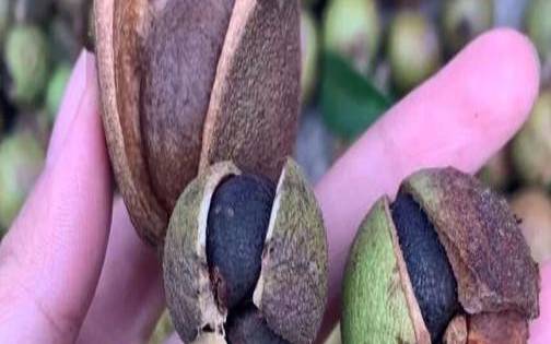 茶叶籽油与茶油的区别,茶叶籽油的正确服用方法 茶叶籽油与茶油的区别,茶叶籽油的正确服用方法