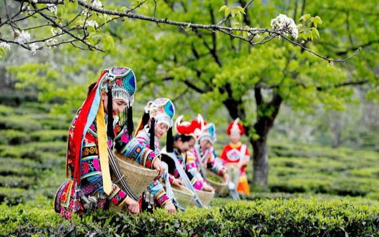 云南黑龙潭茶叶产地是哪里,云南哪里盛产茶叶
