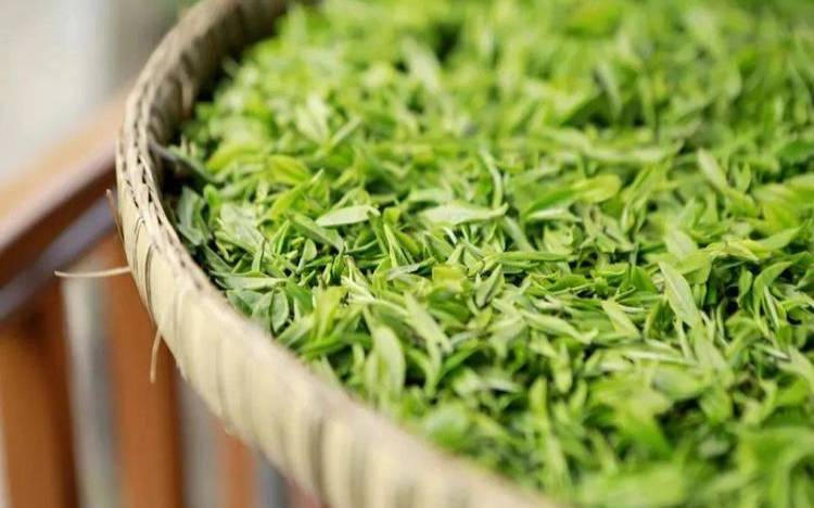大班科学茶叶的公开课,茶的十大保健功能 大班科学茶叶的公开课,茶的十大保健功能