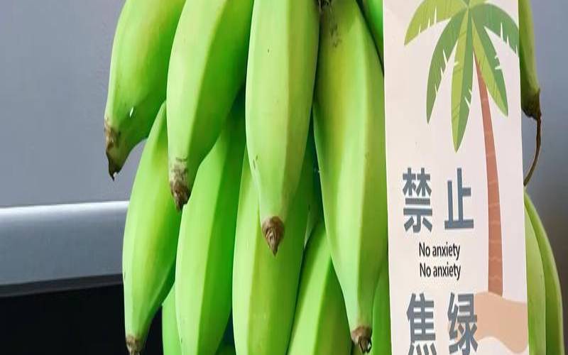香蕉煮茶叶水喝能减肥吗（越吃越瘦的10种水果）