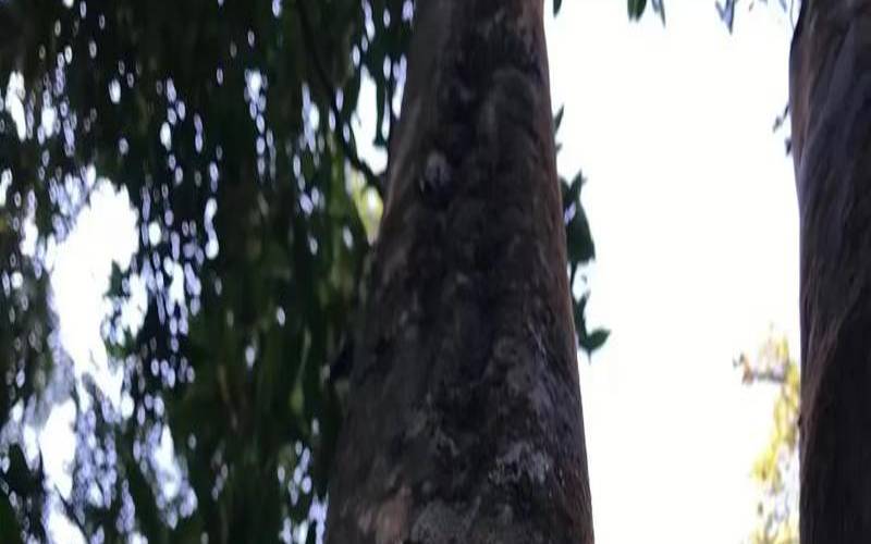 普洱茶泡了发黑怎么回事儿（什么茶泡出来是黑色的）
