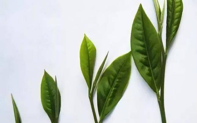 普洱茶大叶子好还是小叶子（普洱茶一颗颗小的叫什么）