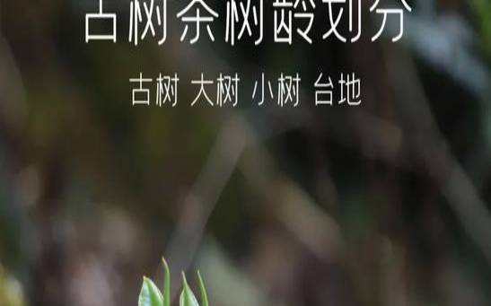 普洱茶树龄越大越好吗（隔夜普洱茶能喝吗）