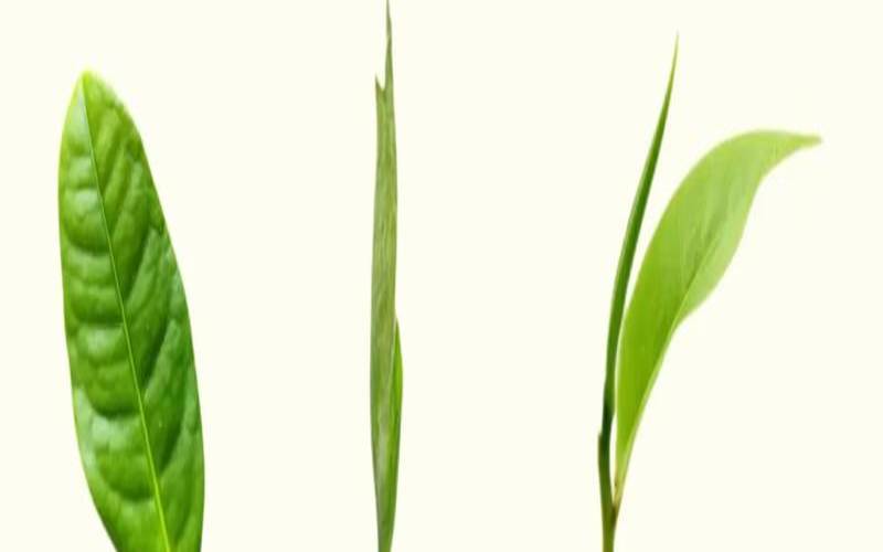 长期喝茶叶能减肥吗,绿茶减肥法3天瘦十斤