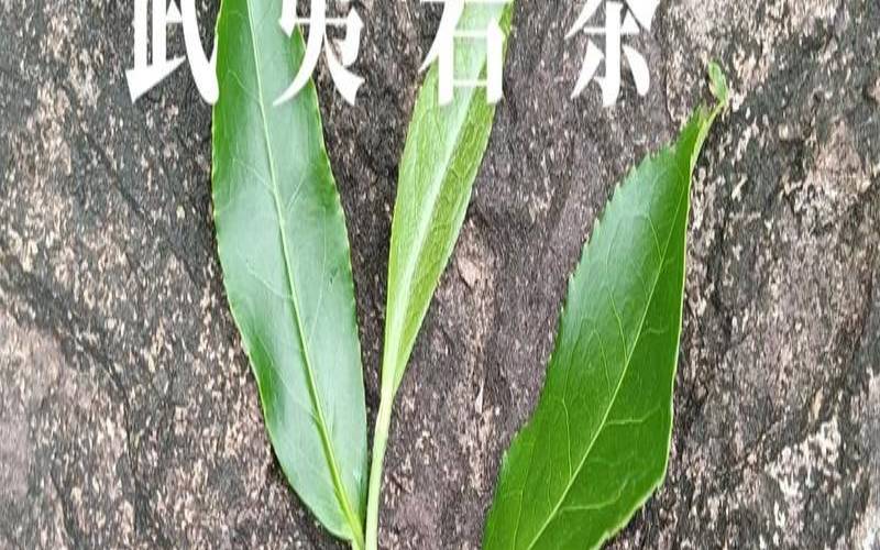 武夷岩茶是什么树种（武夷岩茶有几个品种）