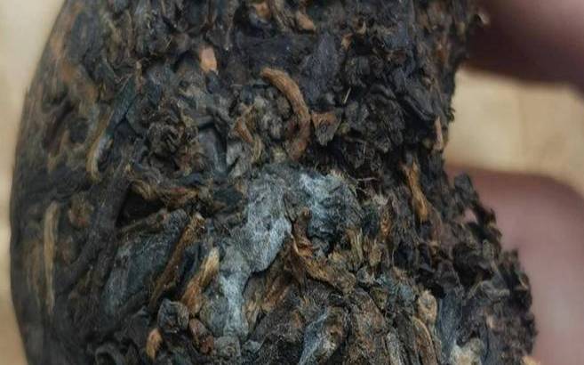 普洱茶发霉了还能喝吗百度（普洱茶起霉了可以喝吗）