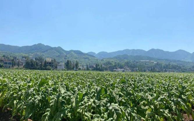 烟叶和茶叶泡水,烟叶加盐水的功效 烟叶和茶叶泡水,烟叶加盐水的功效