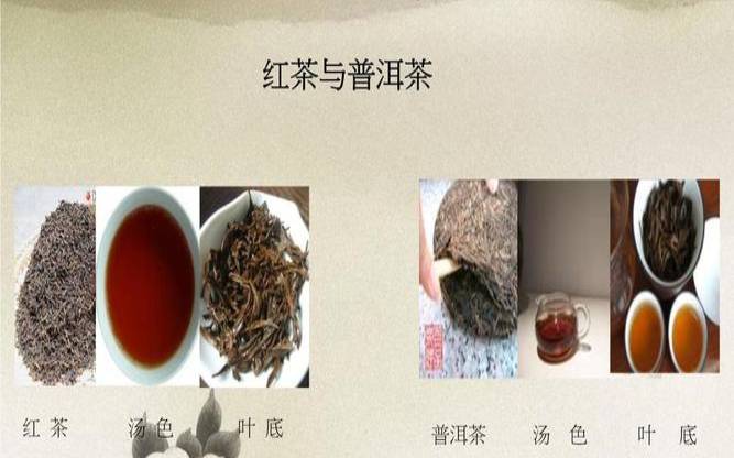 红茶和普洱茶的功效一样吗（生普洱茶有什么功效与作用）