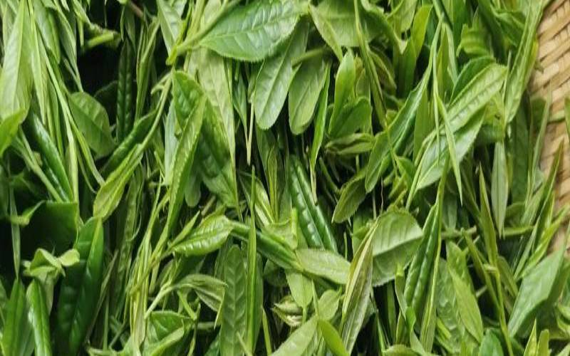 丹凤茶叶的功效与作用禁忌（丹青茶作用和功效）