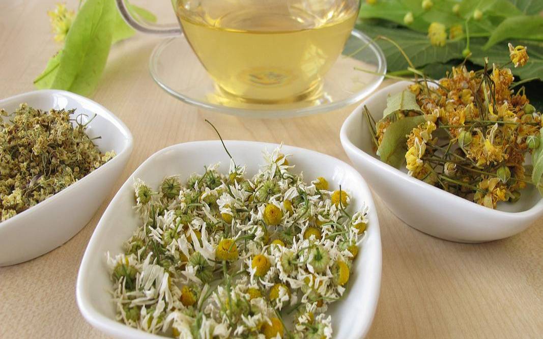 蒲公英红枣茶能天天喝,蒲公英茶可以减肥吗 蒲公英红枣茶能天天喝,蒲公英茶可以减肥吗