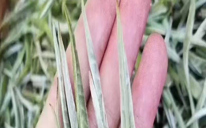 白毫银针白茶中的极品（白毫银针几年好喝）