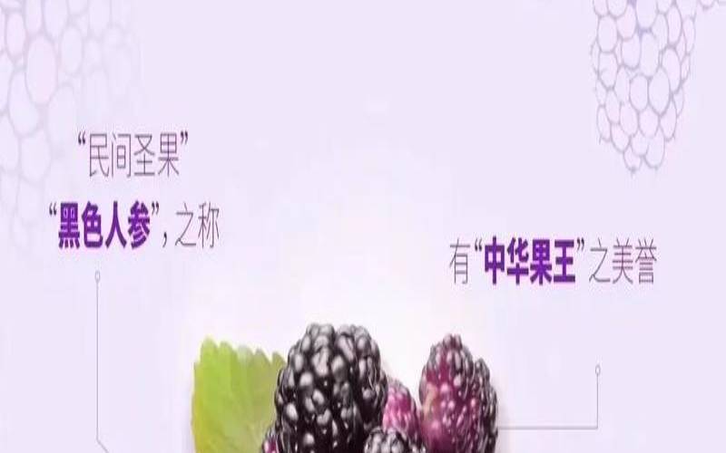 桑葚茶泡水喝的功效（桑葚茶哪些人不能喝）