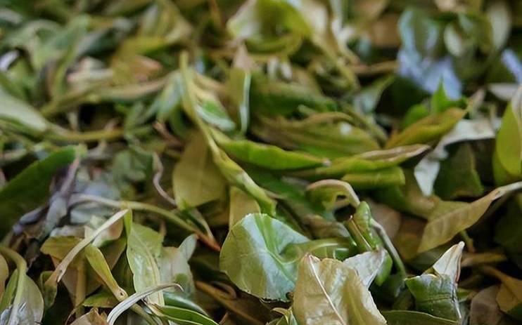 普洱茶怎么泡不会涩（普洱茶泡后叶子特别腐烂）