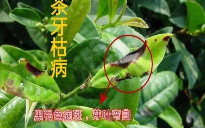 茶叶储存如何防虫（茶叶虫害图像大全）