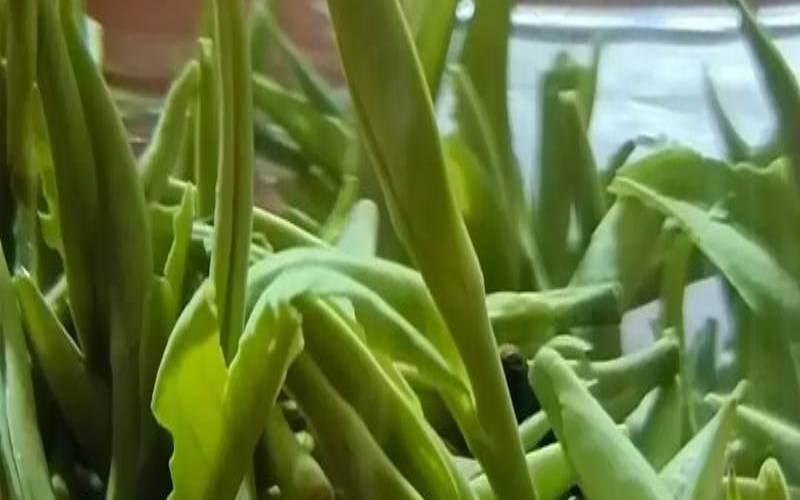 山茶叶子可以泡水喝吗,哪种茶更适合癌症患者 山茶叶子可以泡水喝吗,哪种茶更适合癌症患者