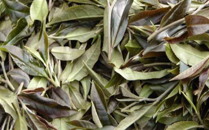 勐库大叶茶树价值,普洱大叶茶和小叶茶哪种好 勐库大叶茶树价值,普洱大叶茶和小叶茶哪种好