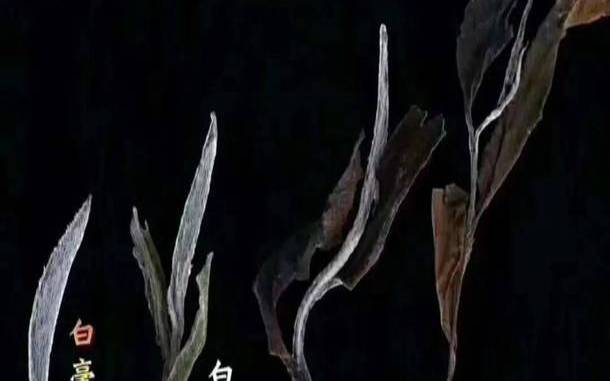 云南大叶种茶树的基本特征,古树白茶多少钱一斤 云南大叶种茶树的基本特征,古树白茶多少钱一斤