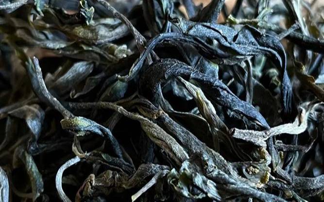 大户赛古树普洱茶特点,普洱古树茶最新价目表
