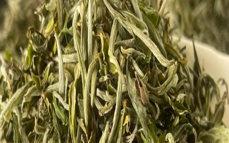 云南普洱龙马江绿茶,云南特产的茶叶有哪些
