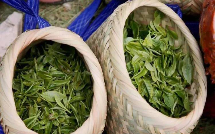 纳西美人茶是什么茶,丽江除了古镇哪里卖茶叶 纳西美人茶是什么茶,丽江除了古镇哪里卖茶叶