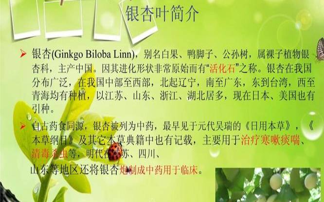 银杏茶叶的功效与副作用,银杏叶绿茶功效与作用 银杏茶叶的功效与副作用,银杏叶绿茶功效与作用