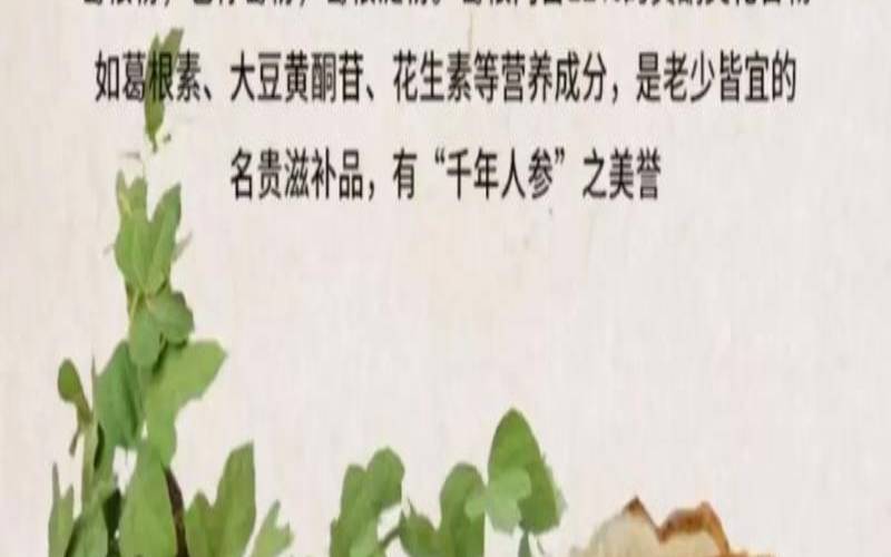 葛根和普洱的功效,葛根粉的作用与功效禁忌