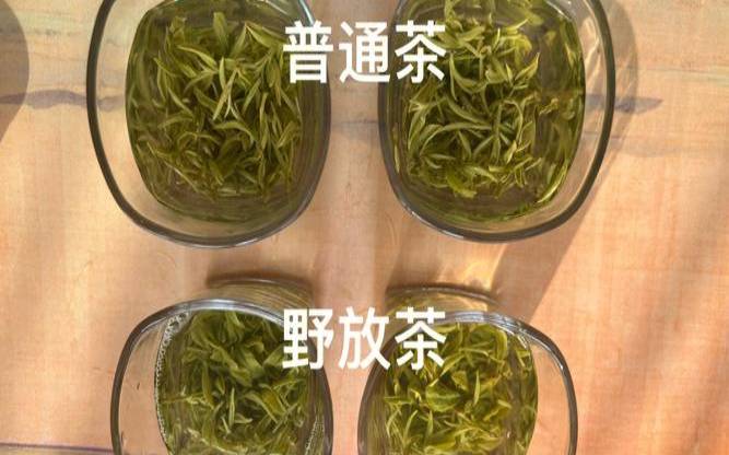 碧螺春茶叶的储藏方法,碧螺春茶能放多久 碧螺春茶叶的储藏方法,碧螺春茶能放多久