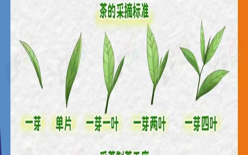 一个种类的茶叶英文,各种茶叶的分类