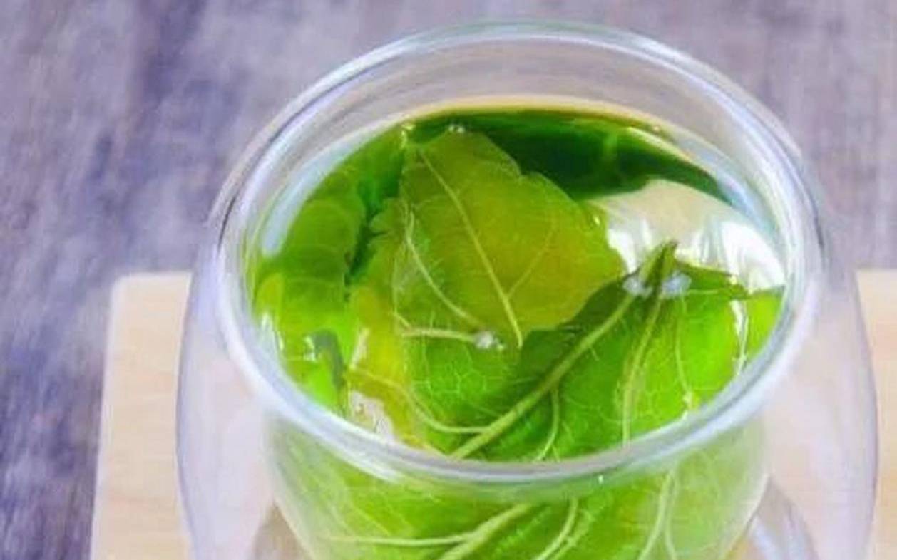 铁桑兰茶叶降血糖效果如何,桑叶茶的功效与作用及禁忌