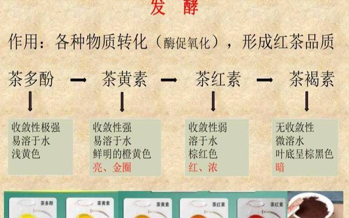 茶叶中的酶有什么作用,酶的作用和功能