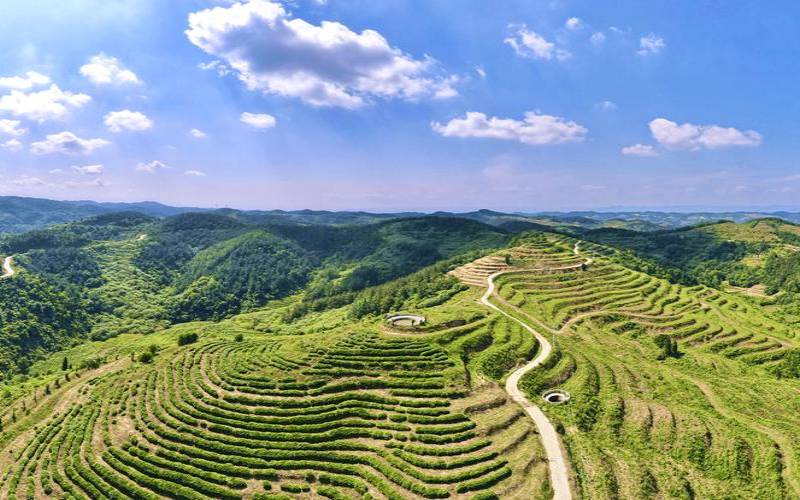 浠水县哪里有茶楼,湖北哪里茶叶最出名