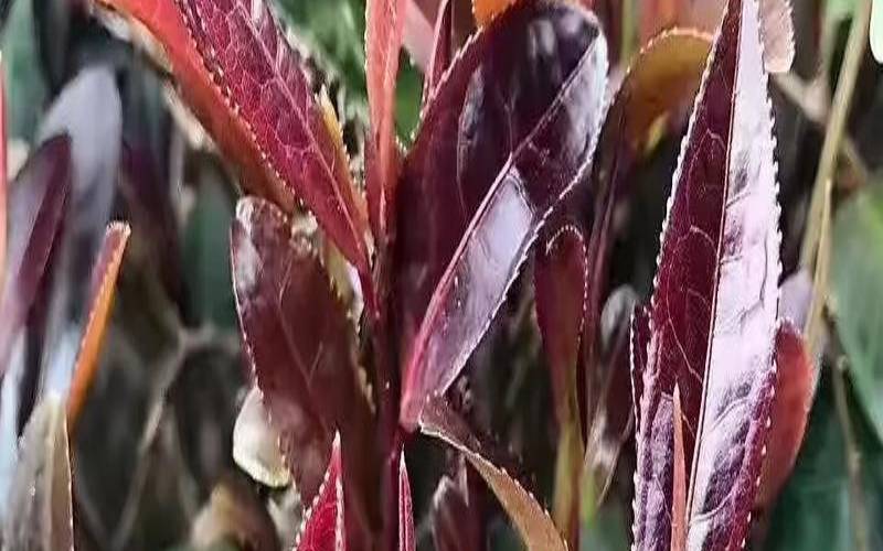 邦海普洱茶怎么样,邦海普洱茶属于什么档次 邦海普洱茶怎么样,邦海普洱茶属于什么档次