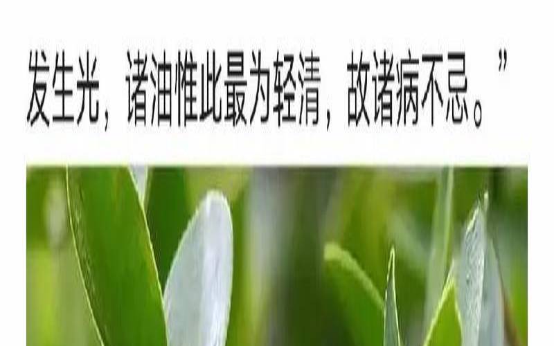 茶叶籽油的作用与功效,茶叶果子油的药用价值 茶叶籽油的作用与功效,茶叶果子油的药用价值