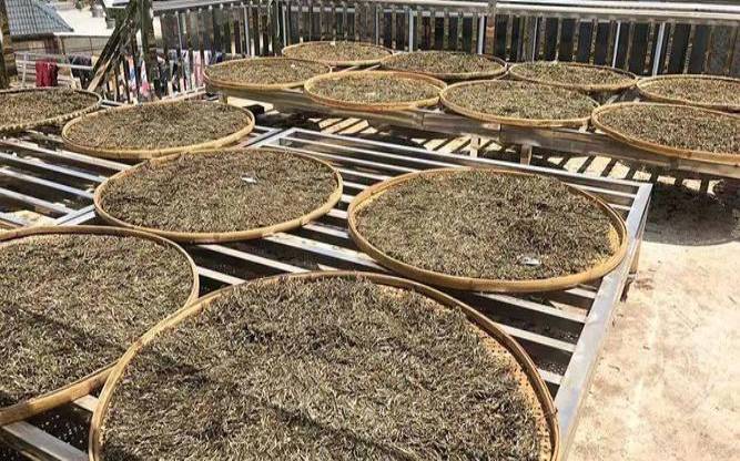 茶叶干燥的方式有几种,茶叶干燥的作用 茶叶干燥的方式有几种,茶叶干燥的作用