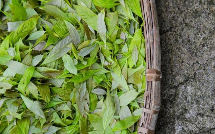 野生甜茶叶的作用是什么,喝甜茶会胖吗 野生甜茶叶的作用是什么,喝甜茶会胖吗