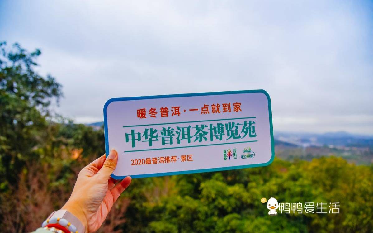 中国普洱茶博览苑,普洱茶怎么喝 中国普洱茶博览苑,普洱茶怎么喝