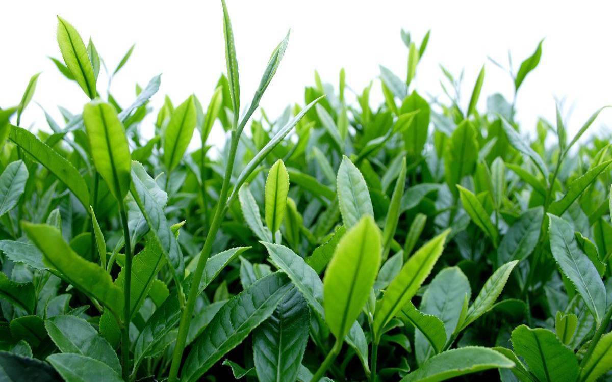 茶叶需冷藏保存吗多少度,铁观音放冷藏还是冷冻 茶叶需冷藏保存吗多少度,铁观音放冷藏还是冷冻