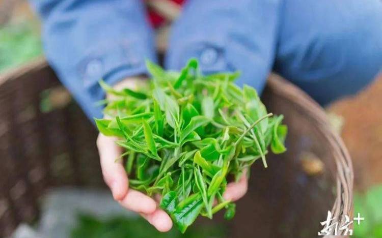 英国茶的品种,真菌种类名称大全 英国茶的品种,真菌种类名称大全