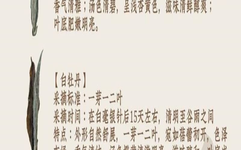 最好的白茶品种排名,白茶最好的品种 最好的白茶品种排名,白茶最好的品种