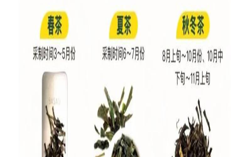 茉莉茶的作用与功效禁忌,女士喝茉莉茶的好处和坏处 茉莉茶的作用与功效禁忌,女士喝茉莉茶的好处和坏处