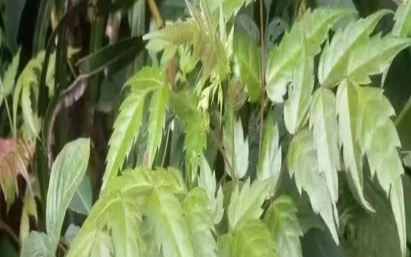 沙巴茶叶的功效和作用,广西巴马藤茶的功效 沙巴茶叶的功效和作用,广西巴马藤茶的功效