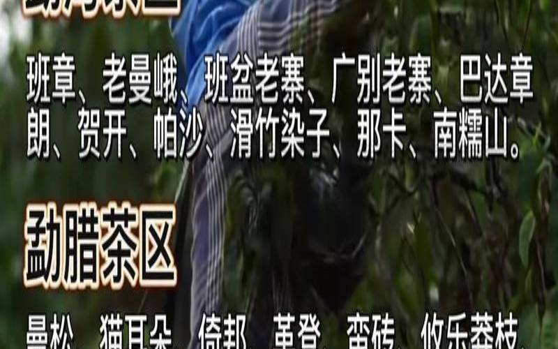 普洱茶树根的功效,普洱茶叶有什么功效与作用 普洱茶树根的功效,普洱茶叶有什么功效与作用