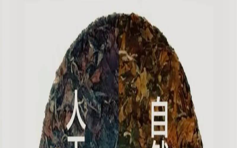 老白茶和普洱熟茶的区别,新白茶的功效