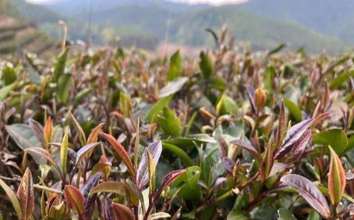 云南保山茶特点,云南保山产什么 云南保山茶特点,云南保山产什么